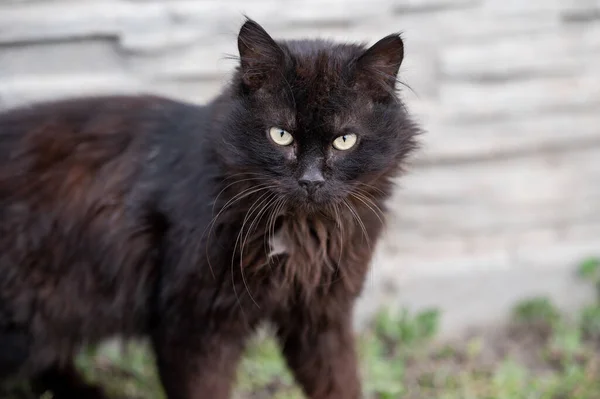 Angry messy abandoned black cat with beautiful eyes. furry homeless pet alone on the street