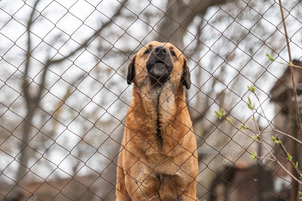 a beautiful brown dog barks behind a mesh fence. a shelter for homeless animals. dog enclosure