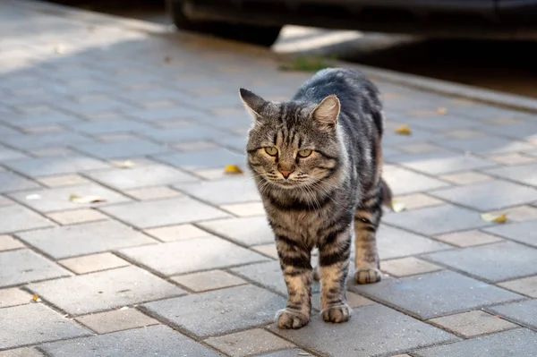 Sad tabby stray cat on a tile in a park — Stock Photo, Image