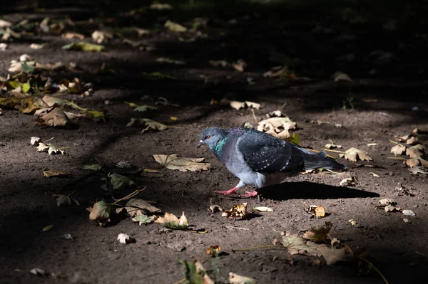 Colomba grigia cammina a terra tra le foglie — Foto Stock