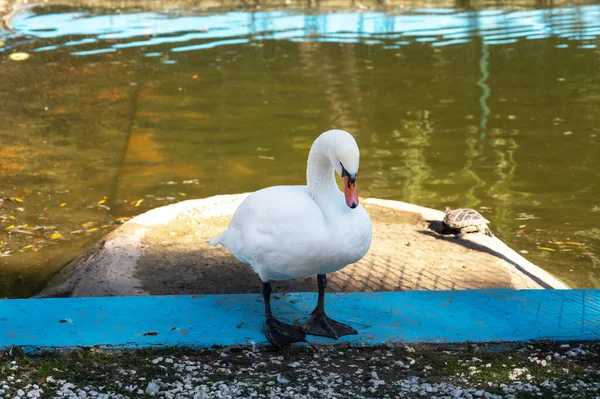 Krásná bílá labuť a želva na rybníku — Stock fotografie