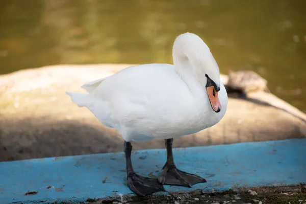 Krásná bílá labuť mu přitiskla krk na břeh rybníka — Stock fotografie