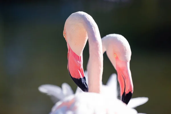 Portret van twee prachtige roze flamingo 's op een wazige achtergrond — Stockfoto