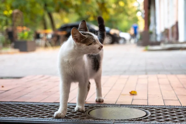 Delgado poco sin hogar gatito camina en la calle — Foto de Stock