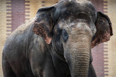 Duvarda asılı bir Asya filinin güzel portresi. Sirkten kurtarılmış işkence görmüş bir hayvan. Fil esaret altında acı çekiyor.