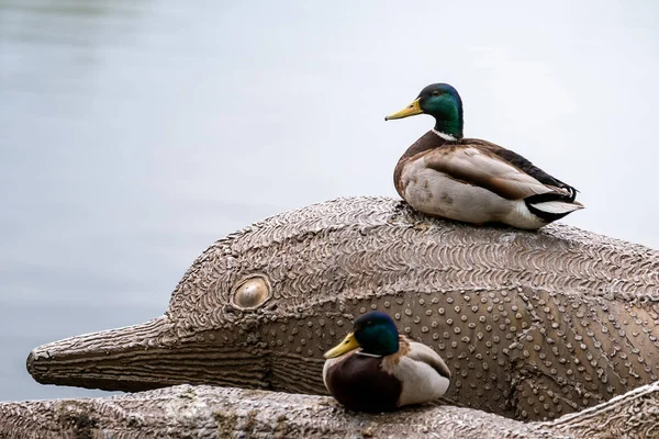 Břehu Rybníka Sedí Dvě Kachny Zeleným Krkem Milovníci Kachen Odpočívají — Stock fotografie