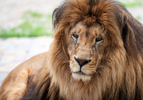 Portrait of a beautiful lion with a large mane. Calm resting lion on a blurry background. beast in the zoo.
