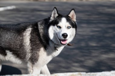 Şehirde yürüyüş yapmak için tasmalı, iri yarı bir köpek. Mavi gözlü güzel bir köpeğin portresi. safkan hayvan.