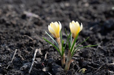 Çiçeklerin yeni filizlendiği timsahlar baharda çiçek tarlasında yetişti. Bahçıvanlık ve çiçek yetiştirme. Doğanın uyanışı.