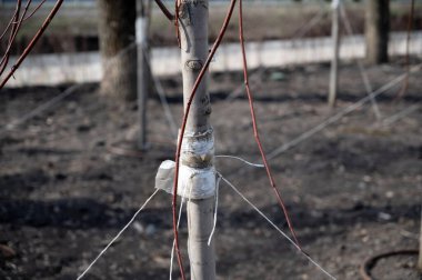 Taze ağaç filizleri toprağa dikmek için iplerle güçlendirilmiştir. Ağaçları bağlamak. Bahçe işleri.