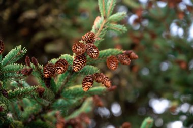 Genç köknar kozalakları güneşli bir bahar gününde dallara asılırlar. Kozalaklı kozalaklı ağaç. Sincaplar için yiyecek. Parktaki manzara çok güzel.