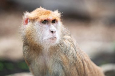 Bulanık bir arkaplanda komik kırmızı bir maymunun portresi. Bir maymunun akıllı görünüşü. Hayvanat bahçesindeki hayvan.