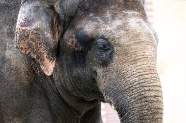 Hayvanat bahçesindeki üzgün bir Hint filinin portresi. Fil derisi dokusu, ağızlık ayrıntıları. gövde ve büyük kulaklar