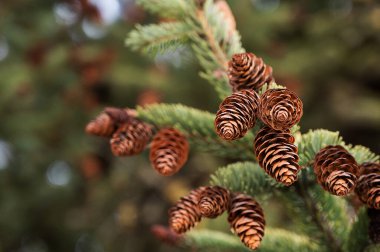 Güneşli bir bahar gününde güzel köknar kozalakları dallara asılır. Kozalaklı kozalaklı ağaç. Sincaplar için yiyecek