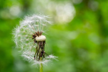 Yaz mevsiminde yeşil bir tarlada tüylü karahindiba tohumları. Parkta bahar günü. Karahindiba tohumları uçup gitti.
