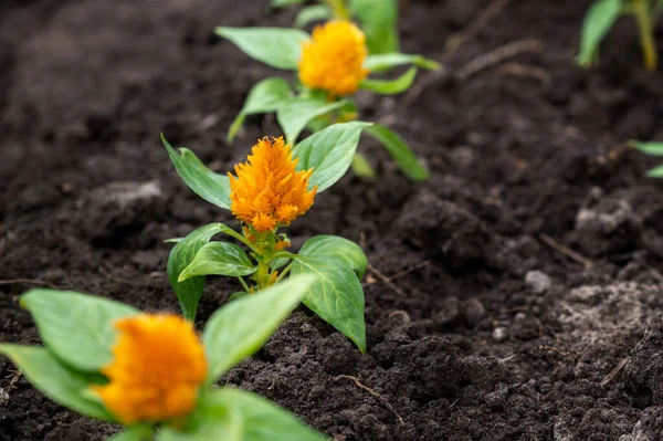 苗地面に緑色の葉を持つ黄色の花 花壇に花を植える 園芸と造園 — ストック写真