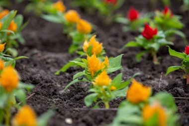Çiçek tarlasında yerde taze çiçek tohumu var. Bahçe işleri ve çiçek serası. güzel renkli çiçekler