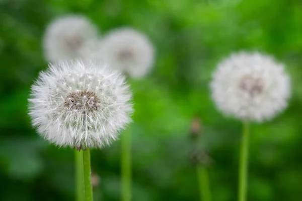 白色绒毛蒲公英在一个绿色背景的春天公园 在草地上开花 在野外无忧无虑地放花 — 图库照片