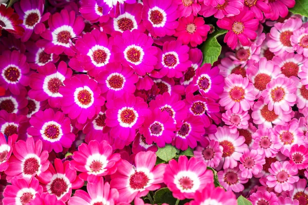 Flores Color Rosa Brillante Con Lienzo Mercado Flores Hermosas Flores — Foto de Stock