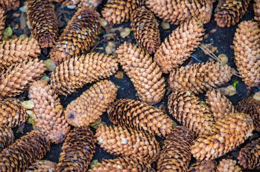 Sonbaharda yere düşmüş ladin kozalakları.