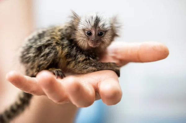 Macaco Sagui, Stock image