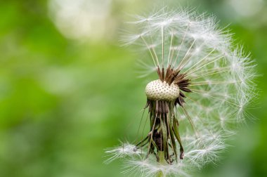 Yazın yeşil bir tarlada uçan tüylü bir karahindibanın yakın çekimi.