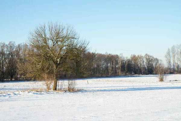 stock image A Winter landscape