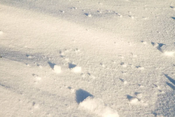 Nieve en primer plano —  Fotos de Stock