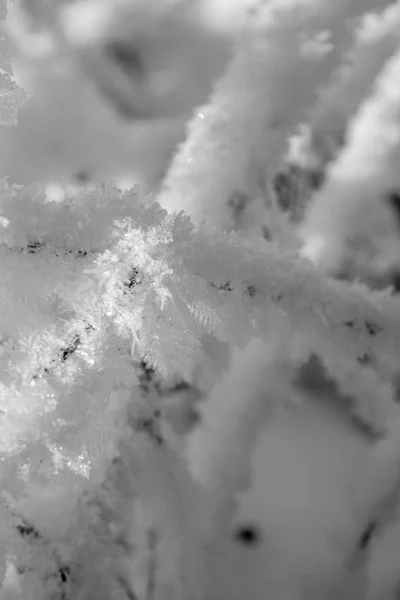 Мороз на ветке — стоковое фото