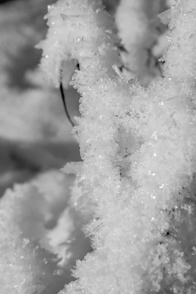 Frost on branch — Stock Photo, Image