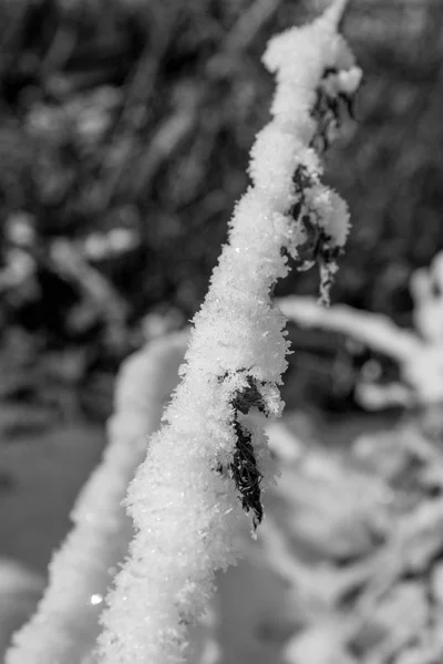 Frost på gren — Stockfoto