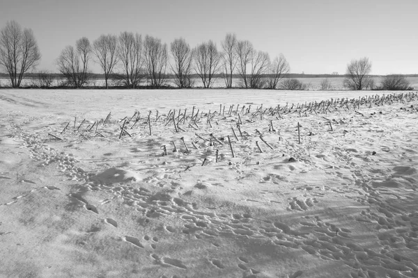 Eine Winterlandschaft — Stockfoto
