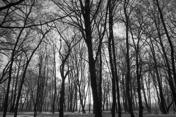 Trees covered with hard rime — Stock Photo, Image