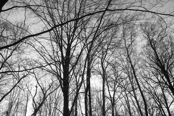 Trees covered with hard rime — Stock Photo, Image