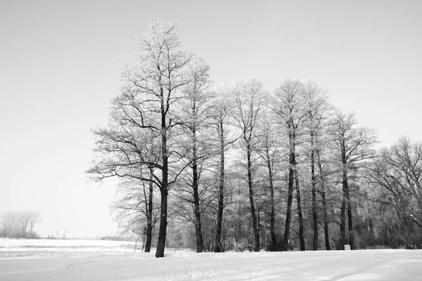 Bäume mit hartem Reif bedeckt — Stockfoto