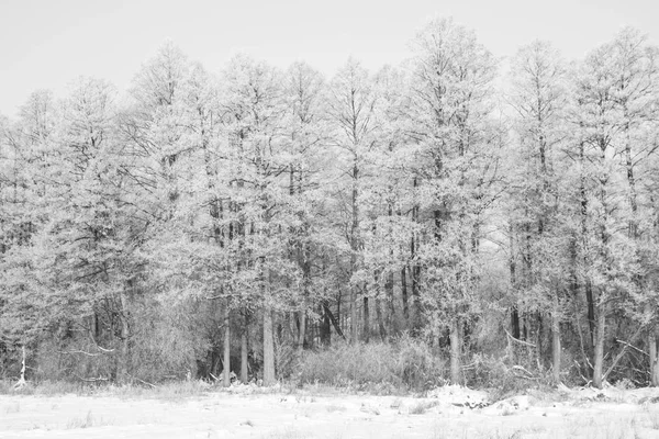 霧氷に覆われた木 — ストック写真