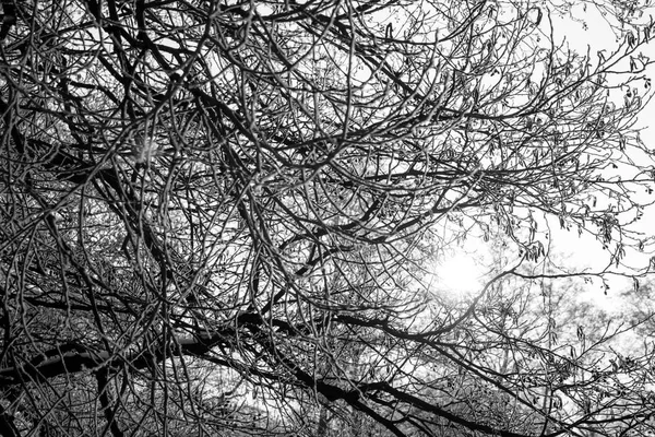 Trees covered with hard rime — Stock Photo, Image