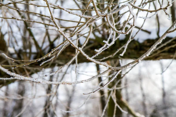 Stromy pokryté jinovatka — Stock fotografie