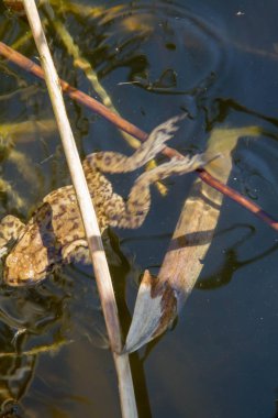 Kurbağa uzakta yüzme