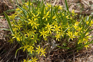 Beytüllahim 'in Sarı Yıldızı