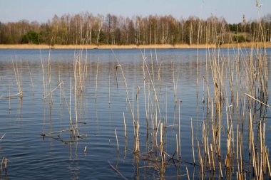 Lakeside adlı büyüyen sazlar