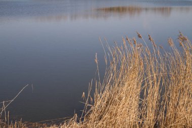 Göl kenarındaki sazlar