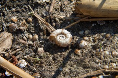 Çamur içinde kabuklar
