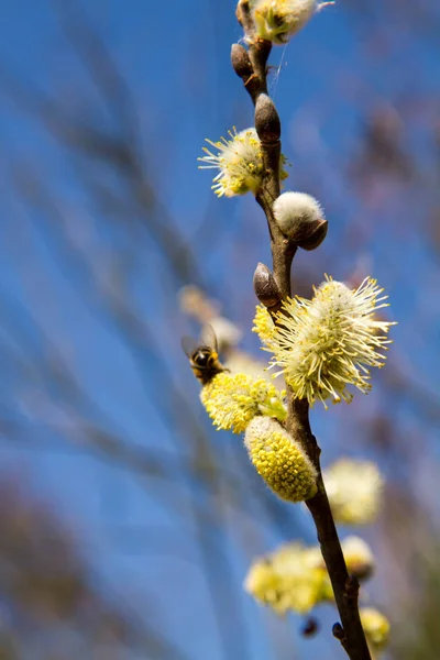 Some Male catkin — Stock Photo, Image