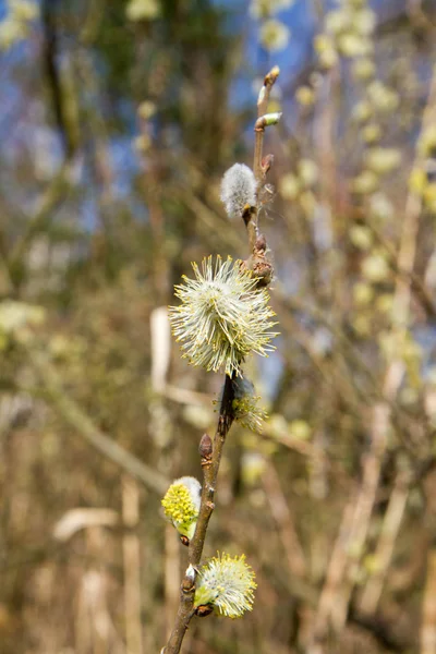 Some Male catkin — Stock Photo, Image