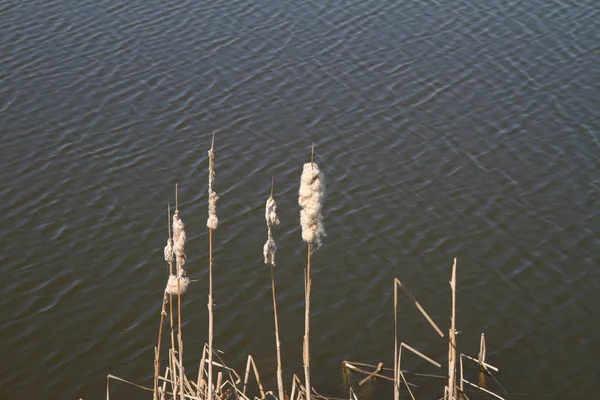 Roseaux au bord d'un lac — Photo