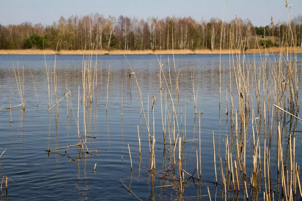 湖畔で成長している葦 — ストック写真