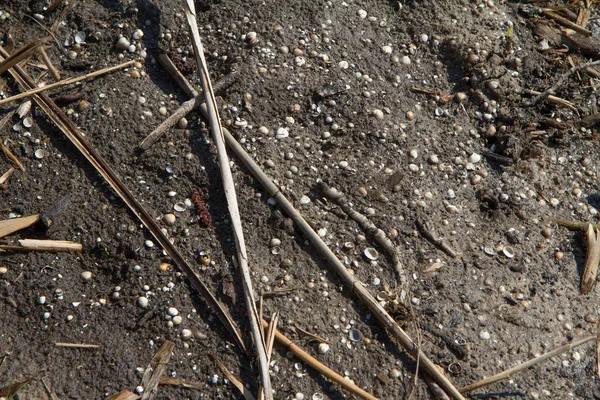 Shells in mud — Stock Photo, Image