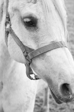 Beyaz at içinde yakın çekim