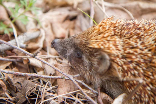 Un riccio in una foresta — Foto Stock